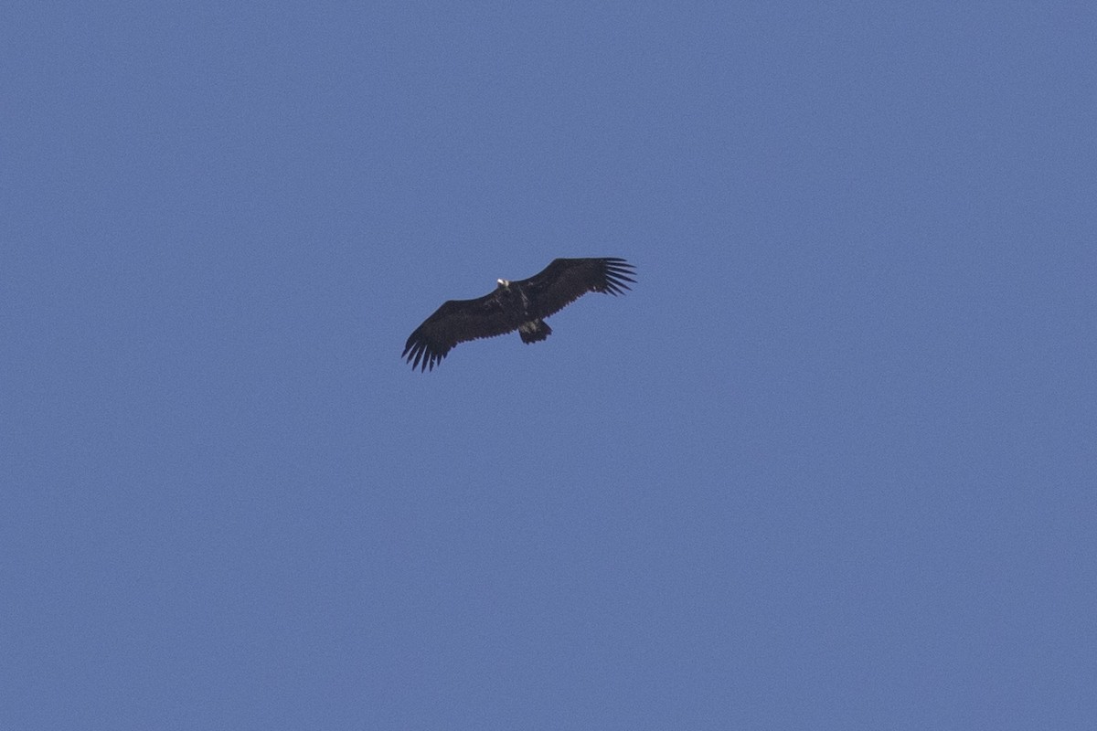 Cinereous Vulture - ML329294901