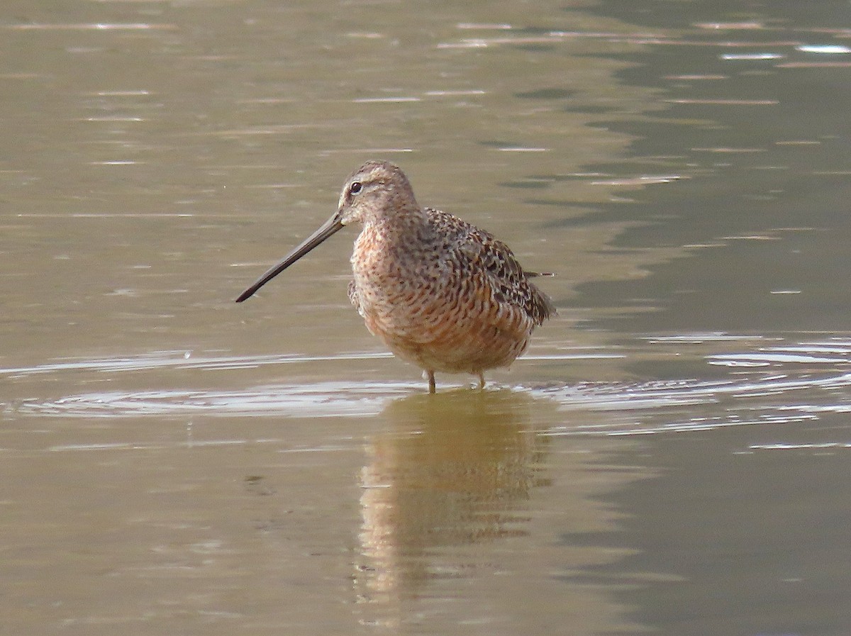 Long-billed Dowitcher - ML329299141