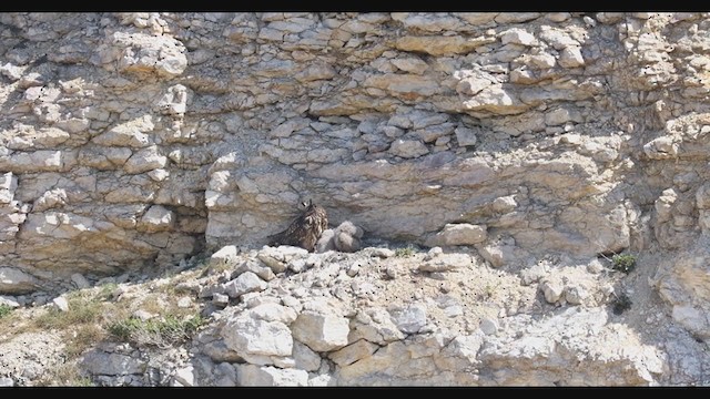 Eurasian Eagle-Owl - ML329300941