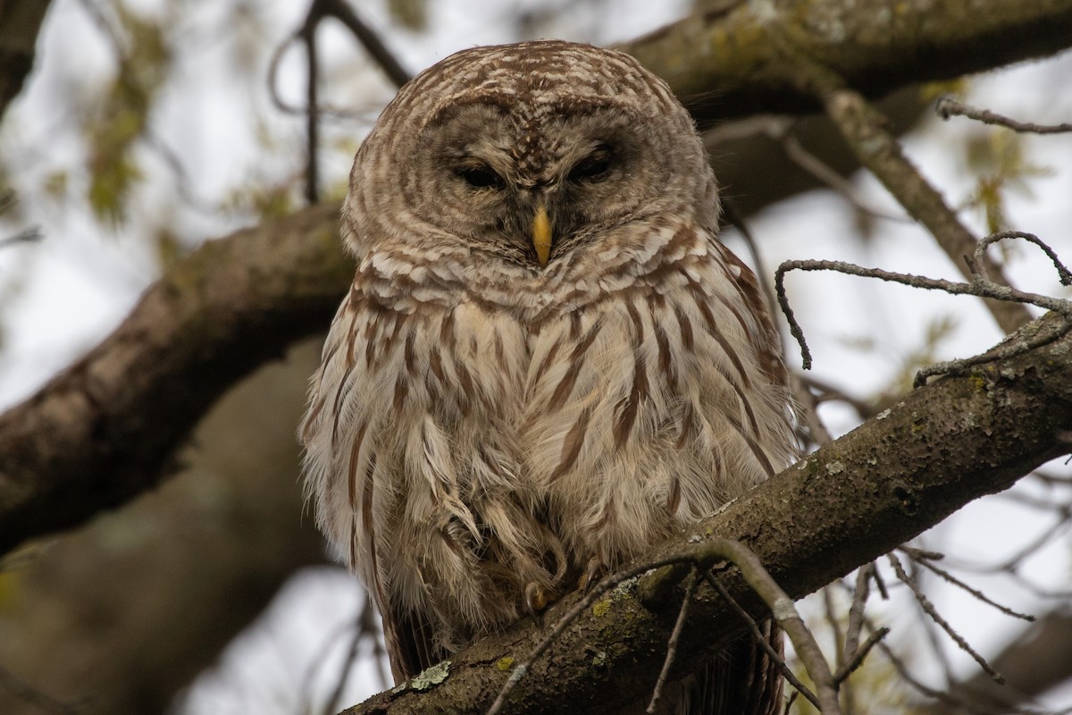 Barred Owl - ML329301091