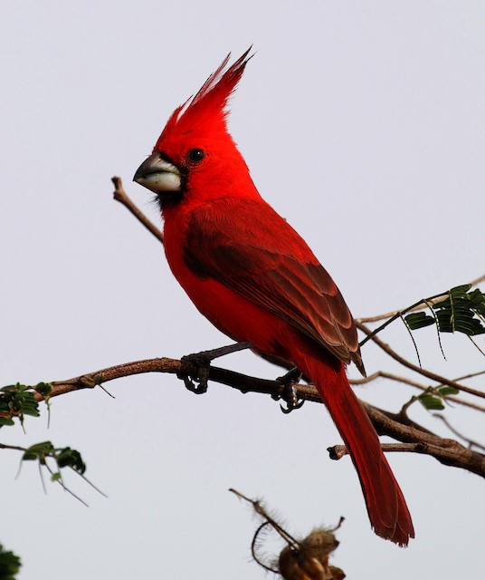 Definitive Basic (or Formative) Male Vermilion Cardinal.&nbsp; - Vermilion Cardinal - 