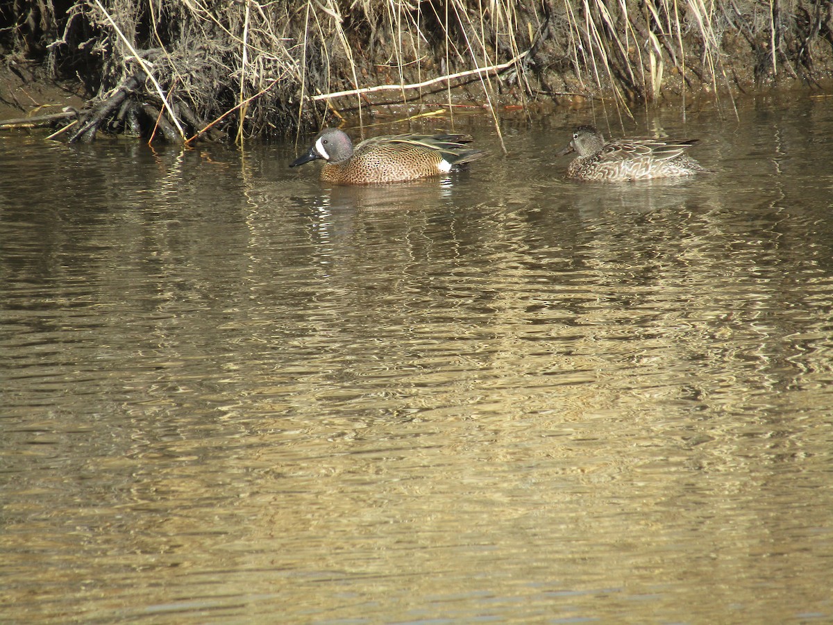 Blue-winged Teal - ML329304101