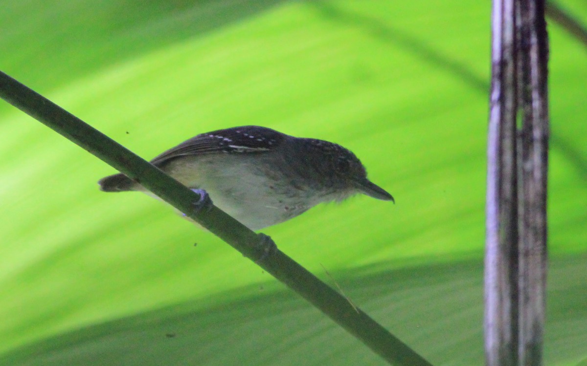 Spot-crowned Antvireo - Thad Roller