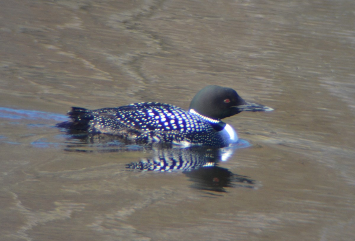 Common Loon - Kevin Packard