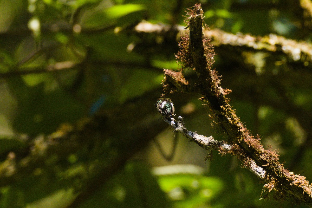 Sparkling-tailed Hummingbird - Alberto Lobato (El Chivizcoyo)