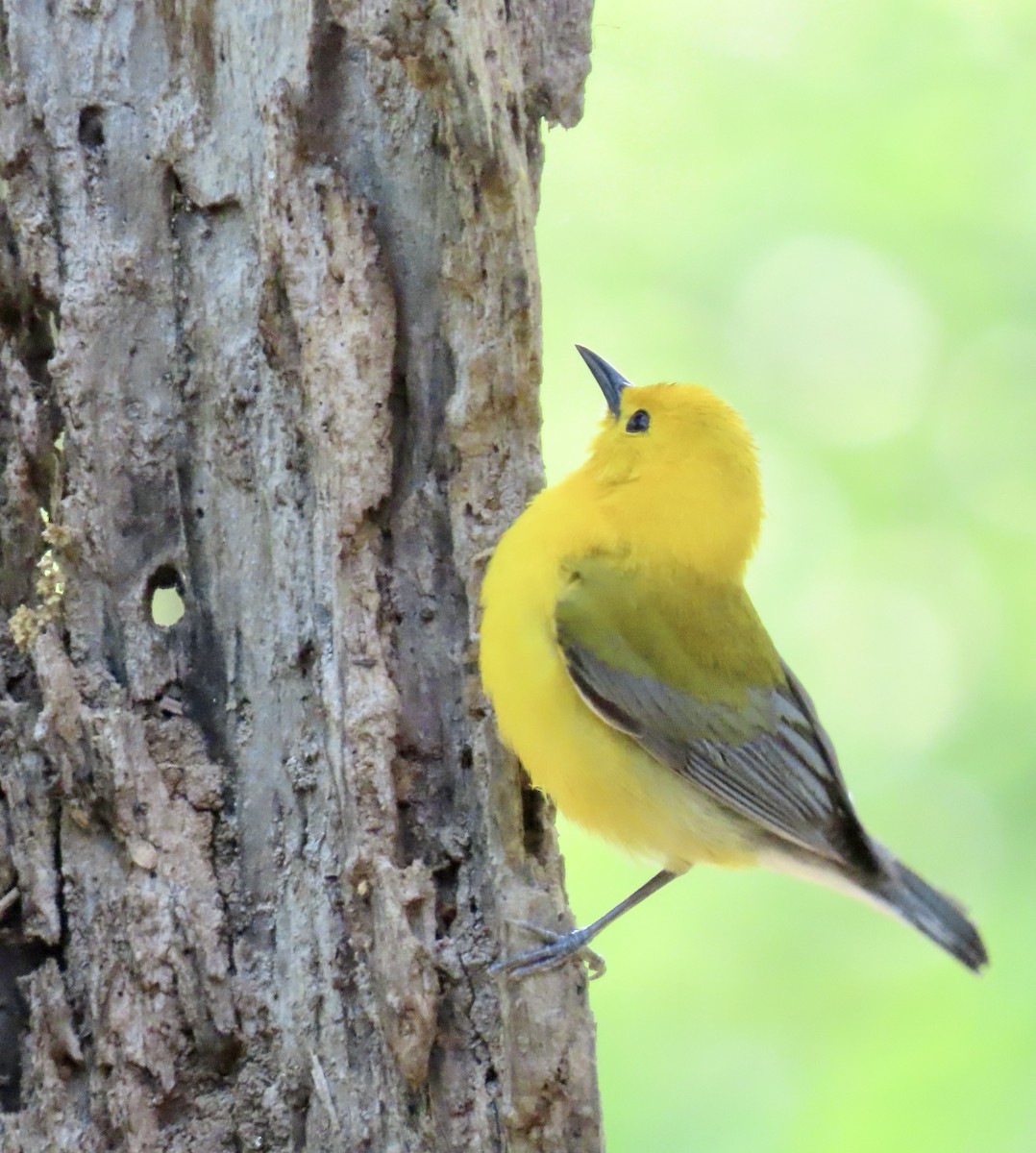 Prothonotary Warbler - ML329345291