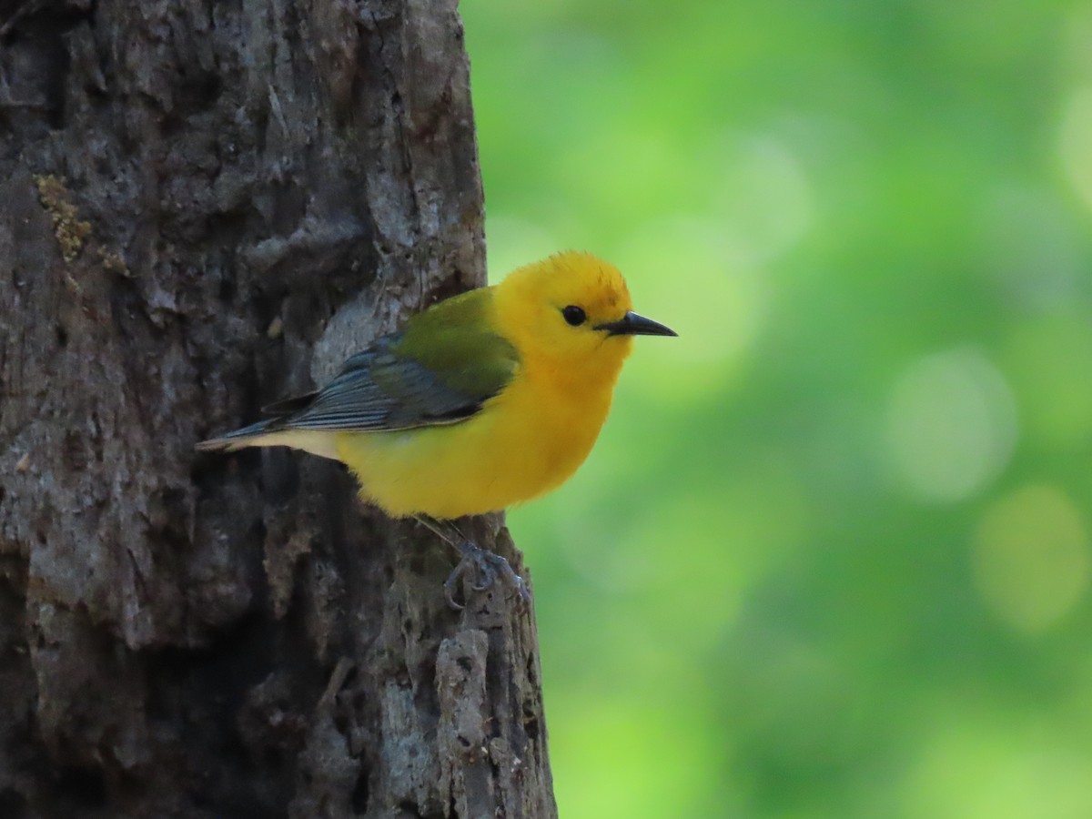 Prothonotary Warbler - Suzanne Roberts