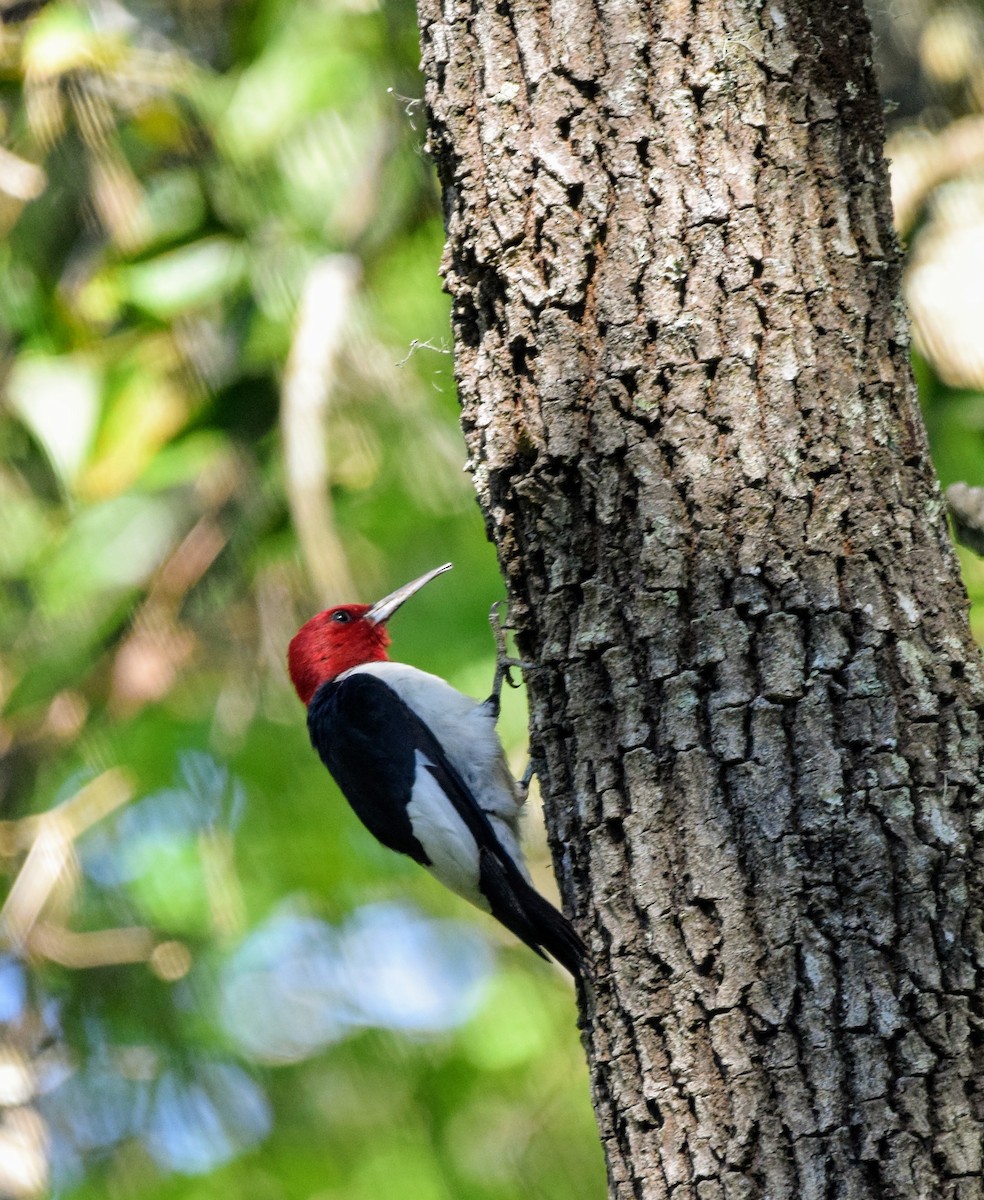 Red-headed Woodpecker - Mark Bishop