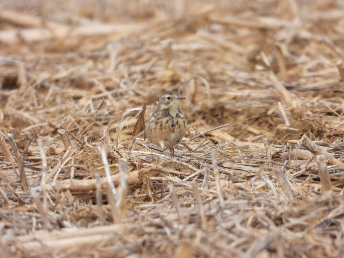 American Pipit - Rick Luehrs