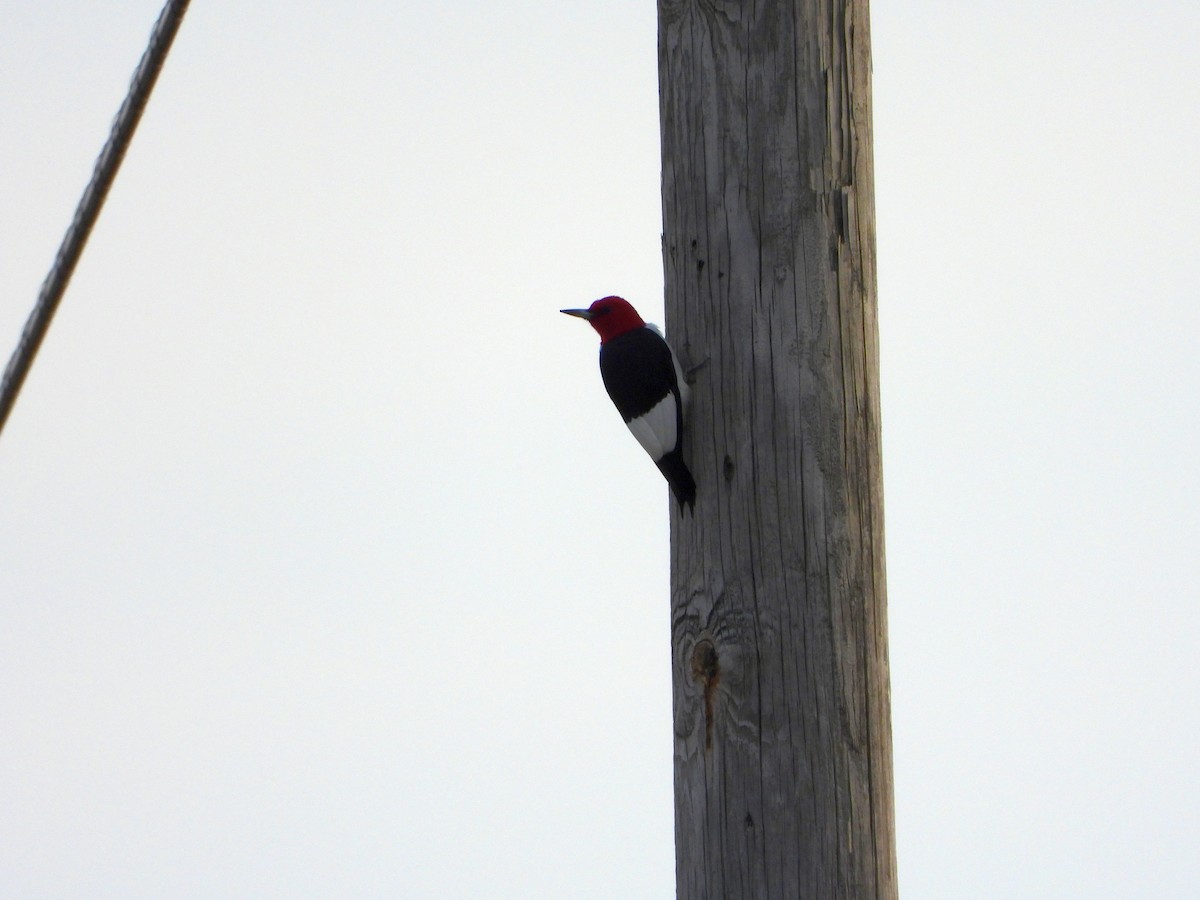 Red-headed Woodpecker - Rick Luehrs