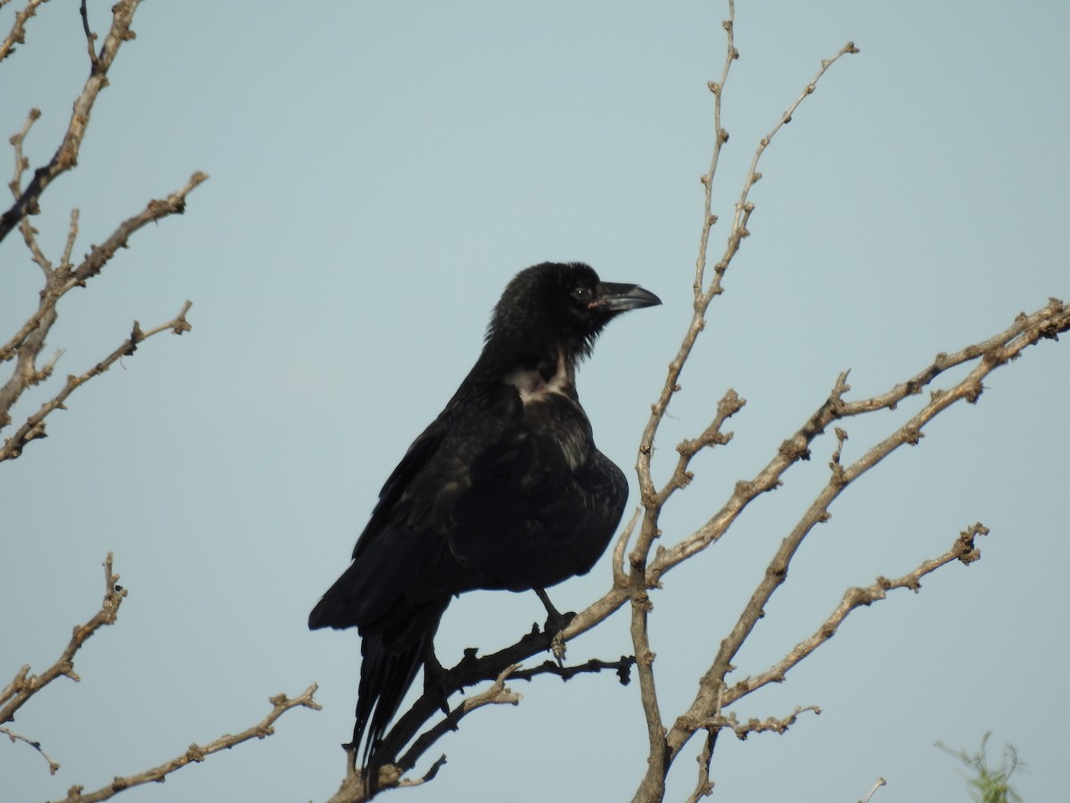 Chihuahuan Raven - Will  Britton