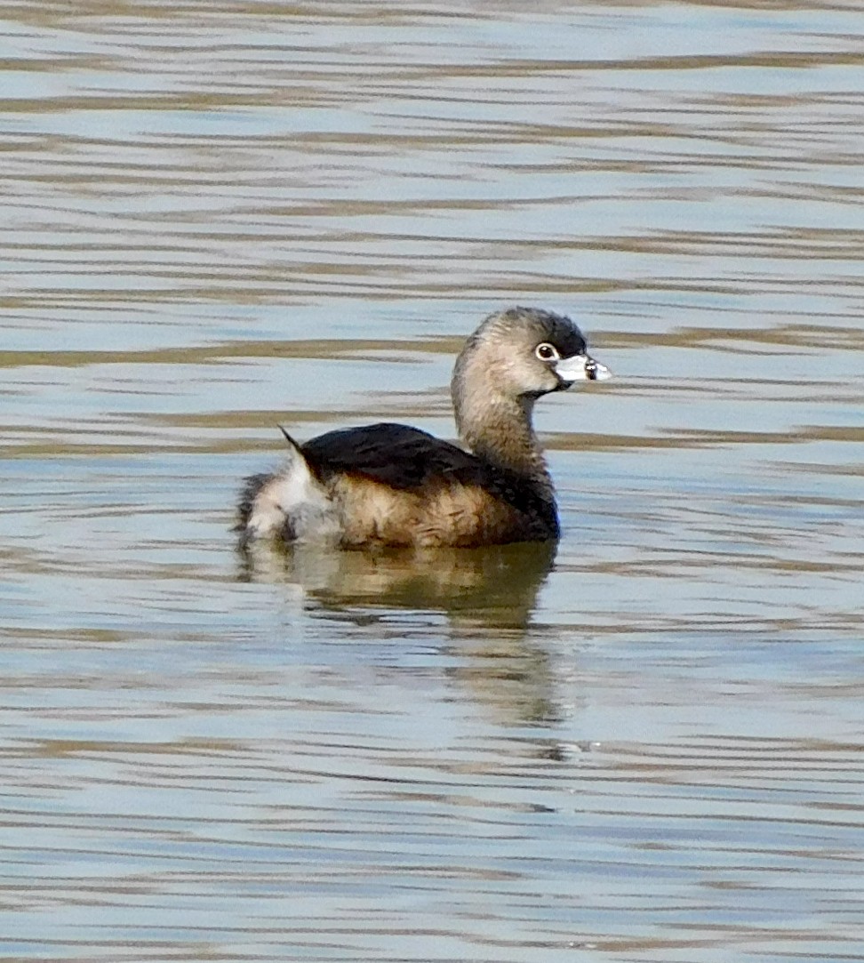 Pied-billed Grebe - Lee Gray