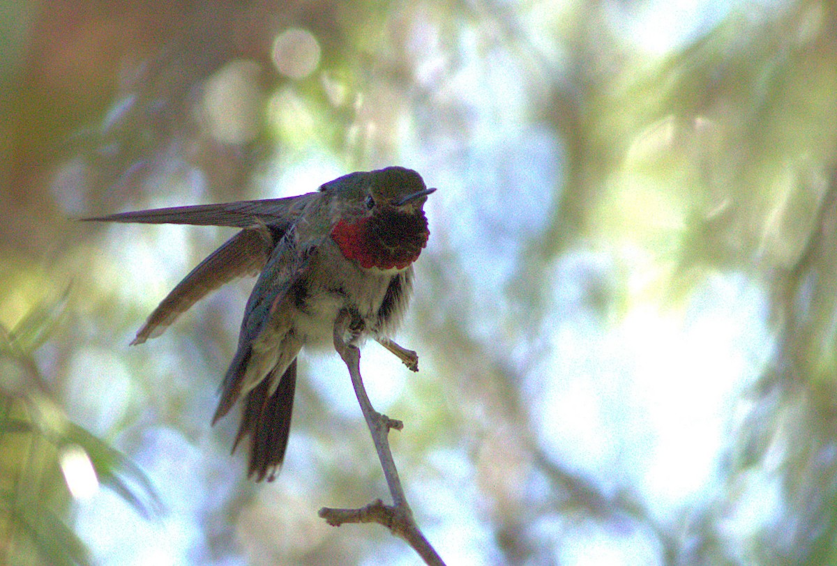 Broad-tailed Hummingbird - ML32935221