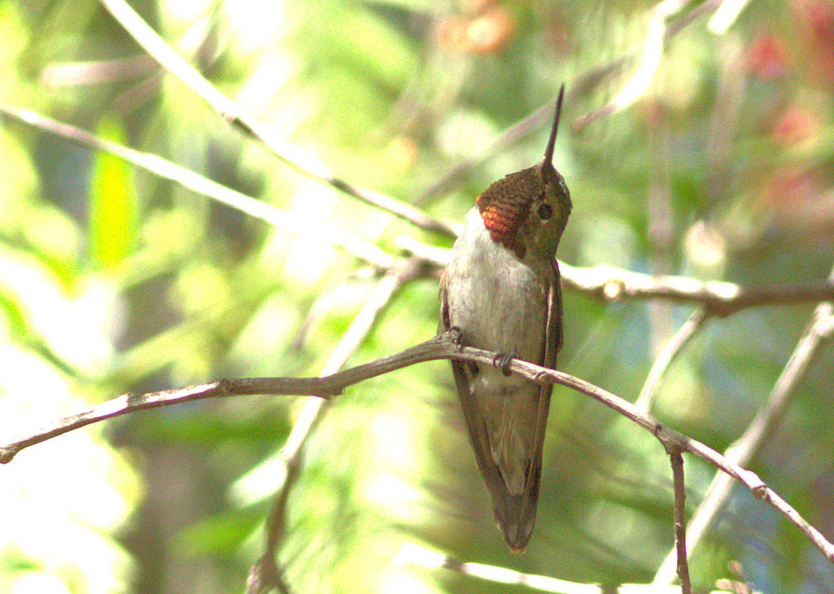 Broad-tailed Hummingbird - ML32935231