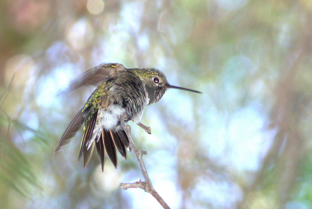 Broad-tailed Hummingbird - ML32935291