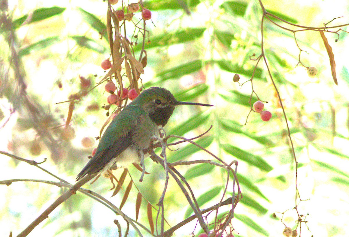 Broad-tailed Hummingbird - ML32935311