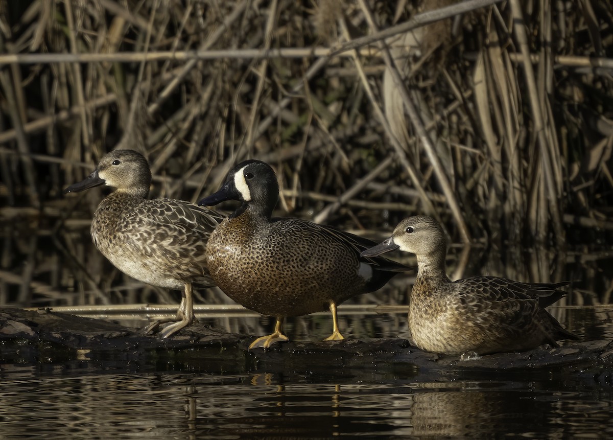 Blue-winged Teal - ML329356561