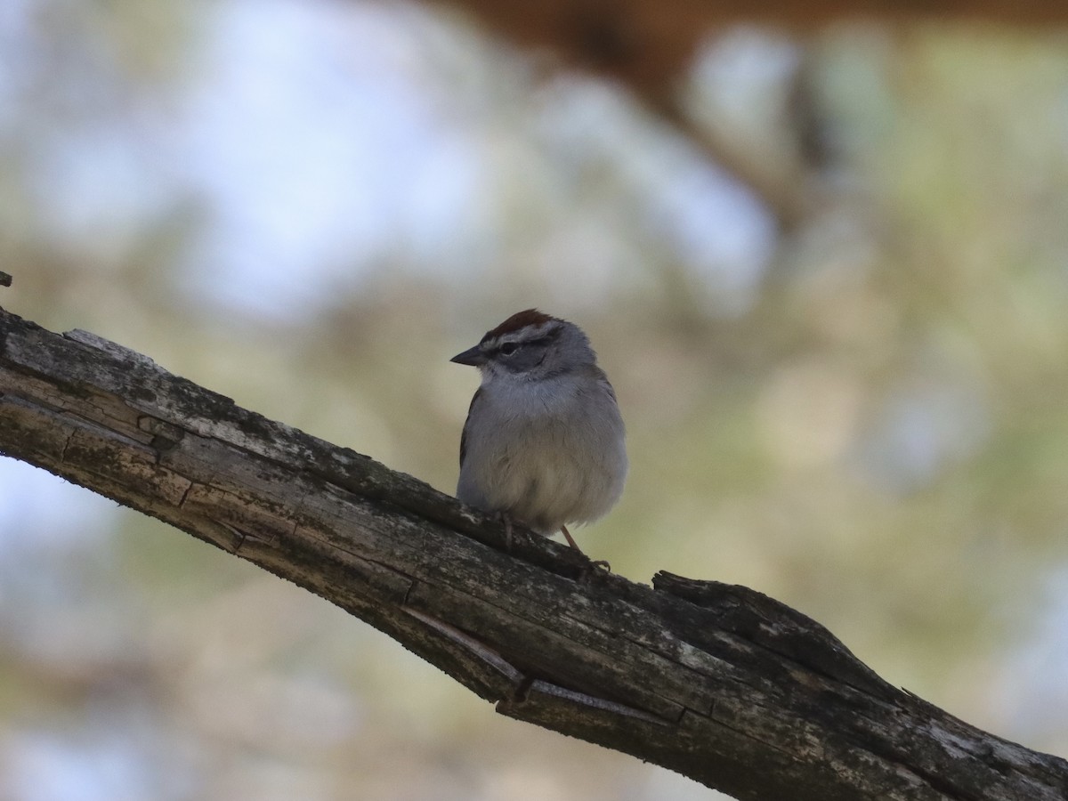 Chipping Sparrow - ML329369431