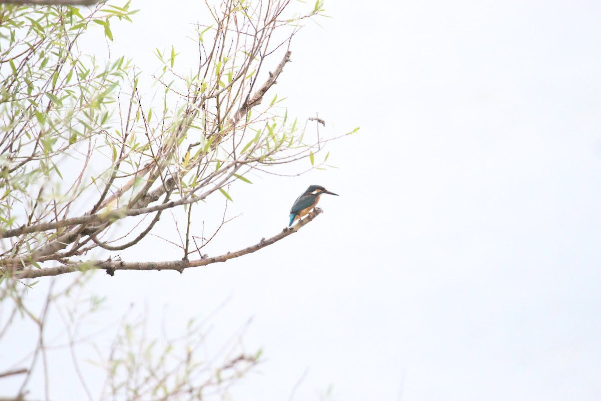 Common Kingfisher - ML32937071
