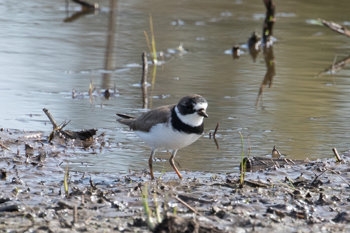 Semipalmated Plover - Les Peterson