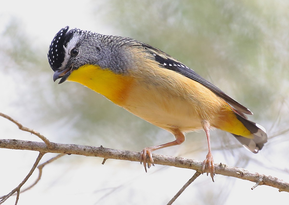 Spotted Pardalote - ML32937361