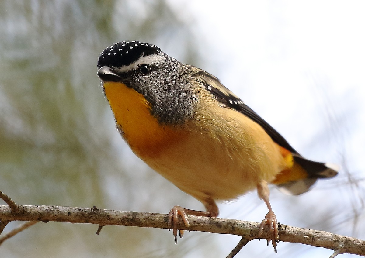 Spotted Pardalote - ML32937371
