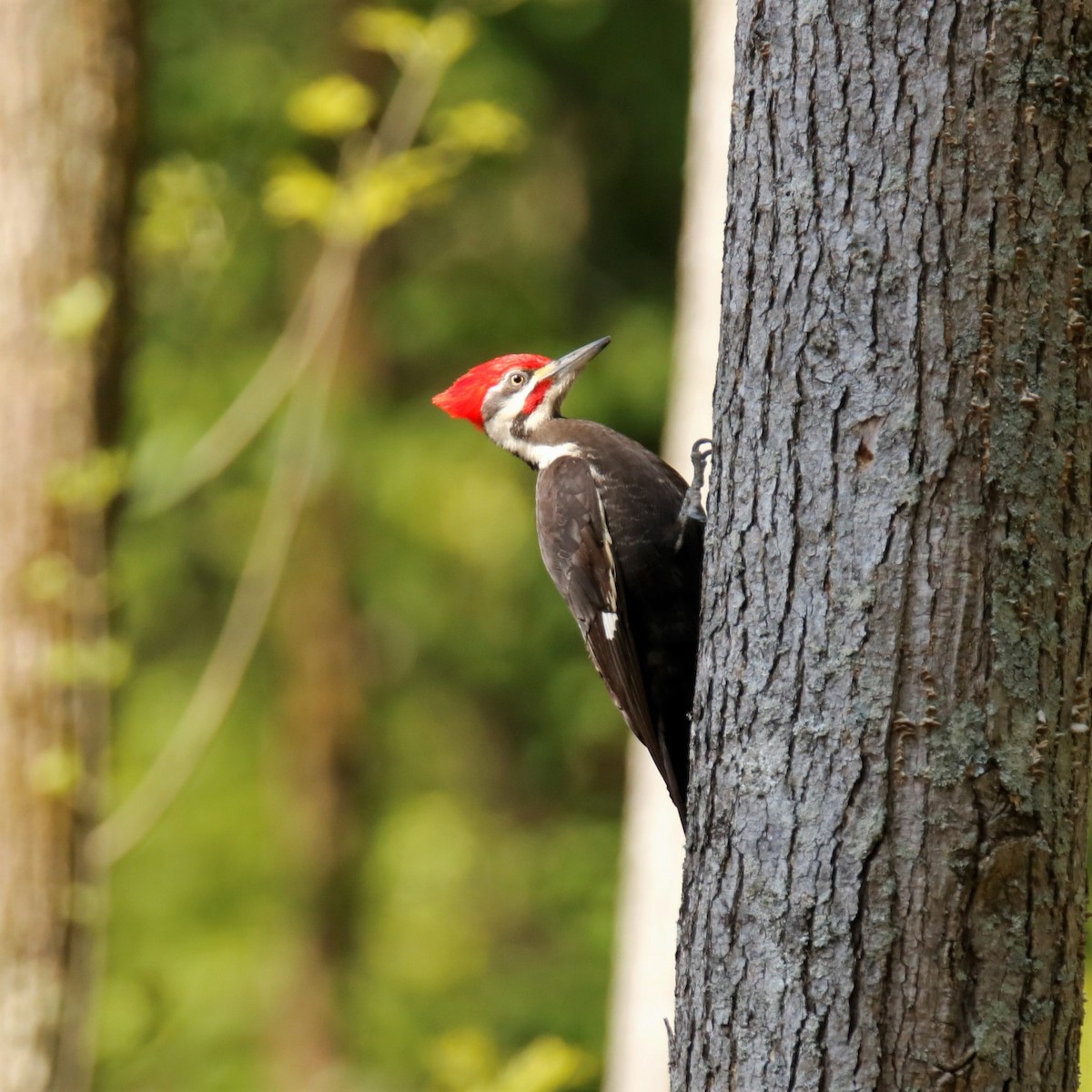 Pileated Woodpecker - ML329374331