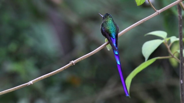 Violet-tailed Sylph - ML329376651