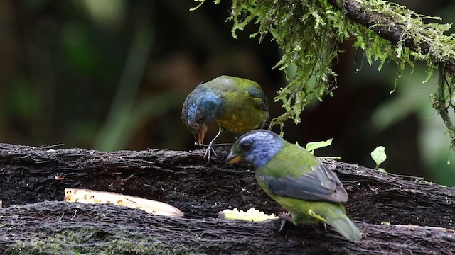 Moss-backed Tanager - ML329377521