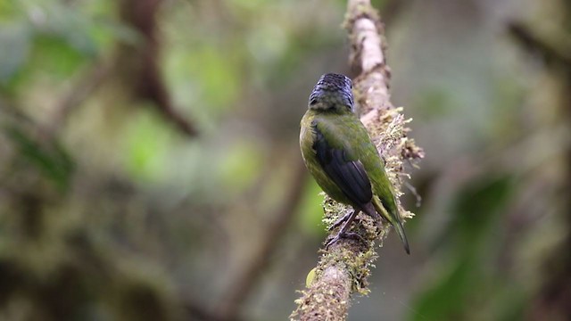 Moss-backed Tanager - ML329378351