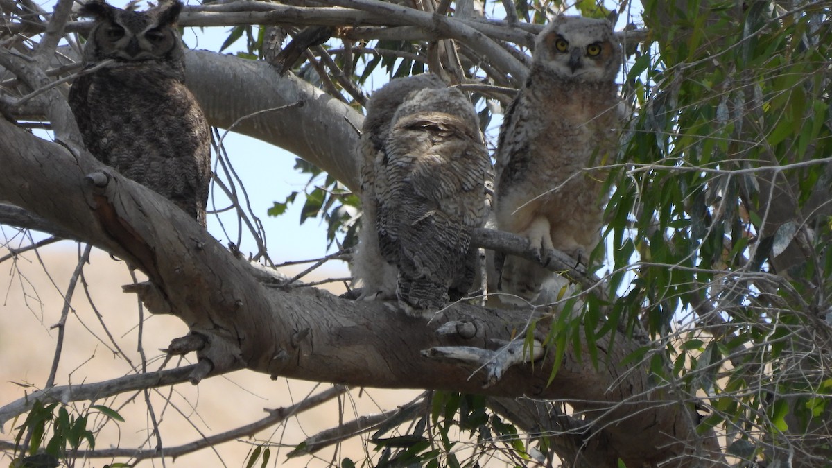 Great Horned Owl - ML329379331