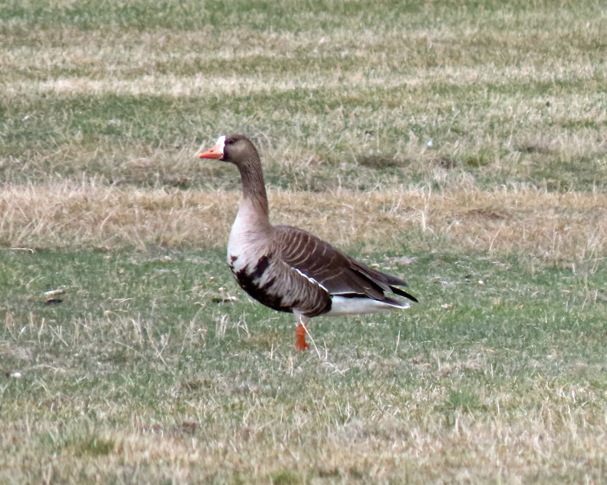 Greater White-fronted Goose - ML329379351