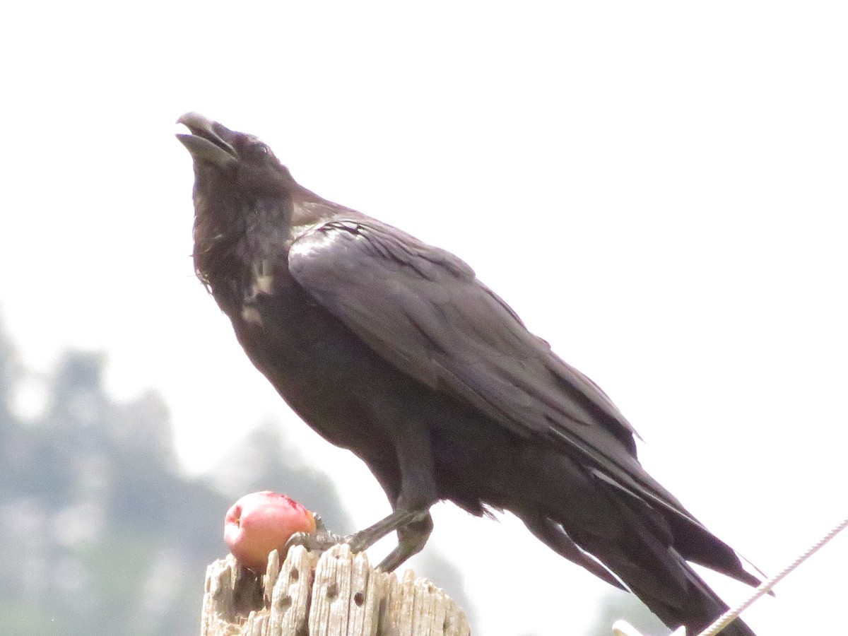 Common Raven - ML32938011