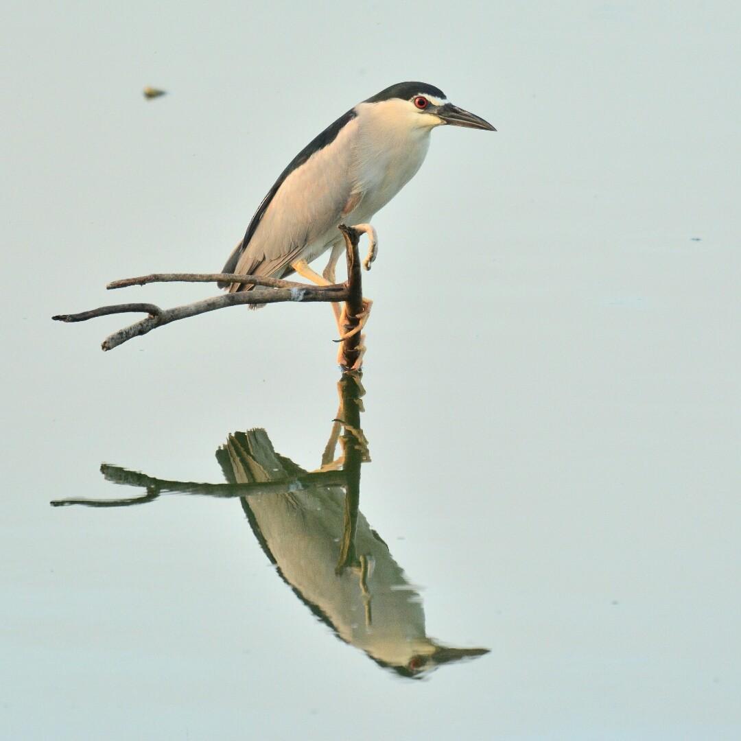 Black-crowned Night Heron - Renuka Vijayaraghavan