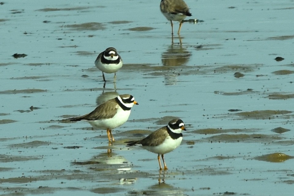 Common Ringed Plover - ML329386111