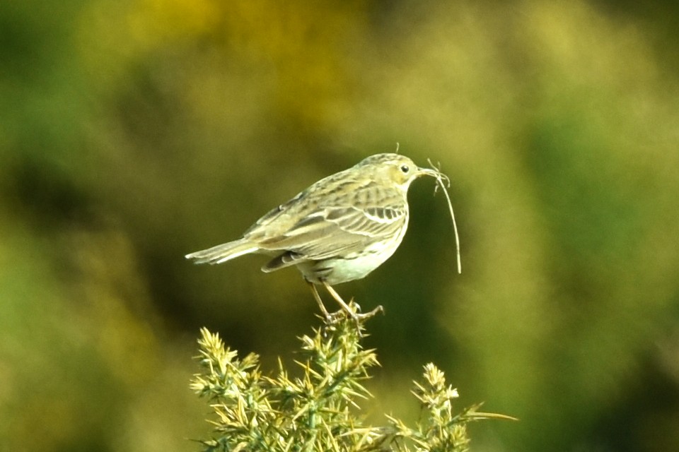 Meadow Pipit - ML329386791