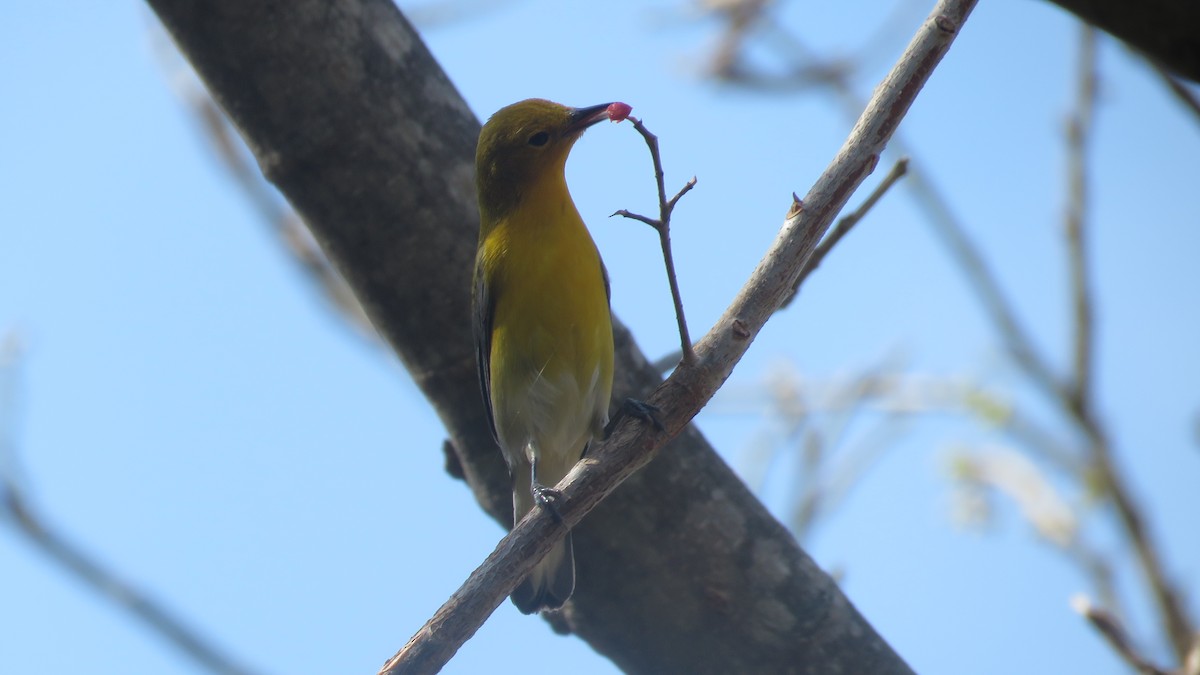 Prothonotary Warbler - ML329391421