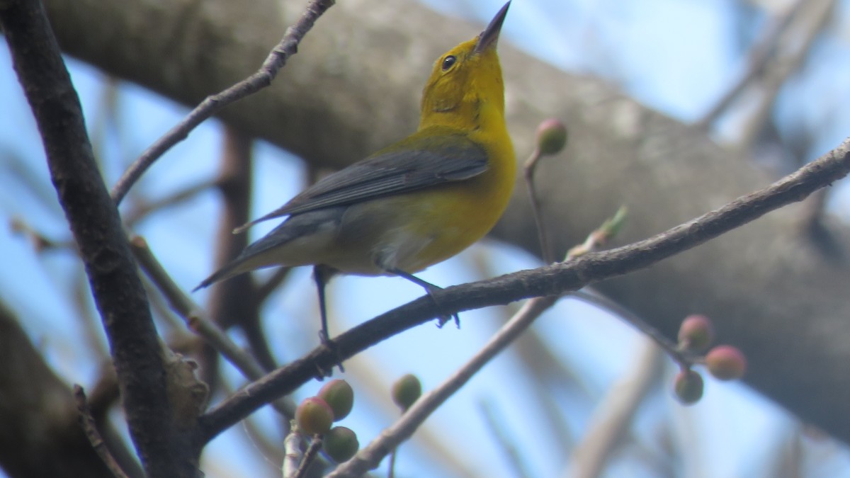 Prothonotary Warbler - ML329391451