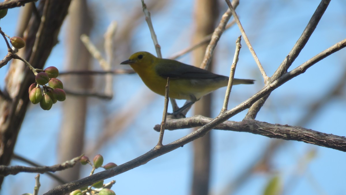 Prothonotary Warbler - ML329391491