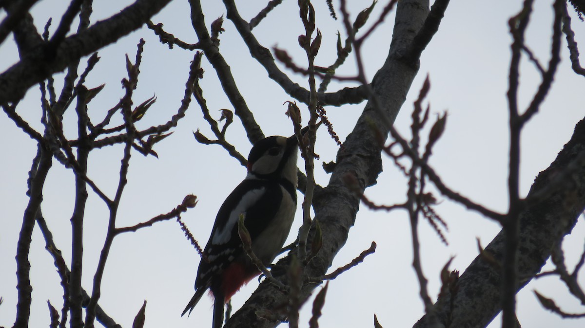 Great Spotted Woodpecker - ML329397481