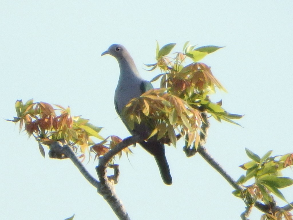 Green Imperial-Pigeon - ML32940671