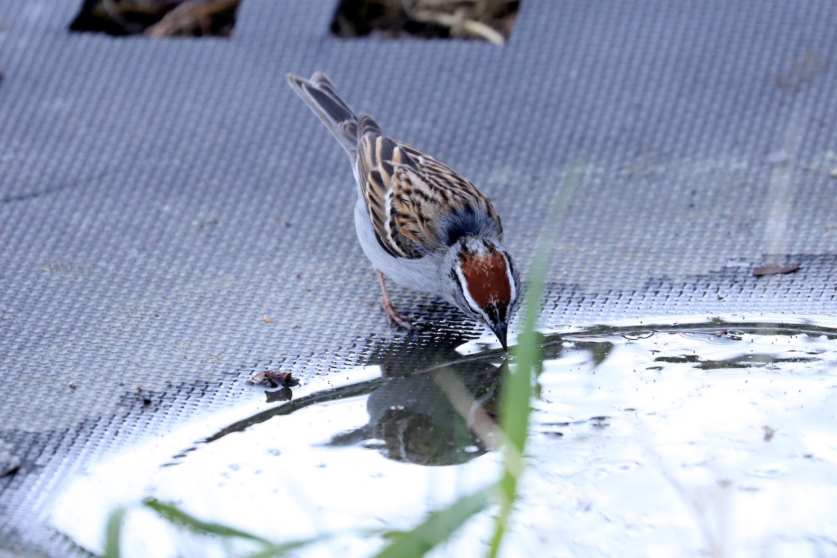 Chipping Sparrow - ML329407151