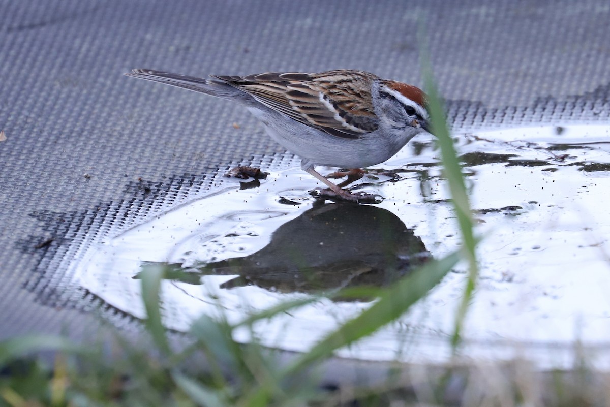 Chipping Sparrow - ML329407171