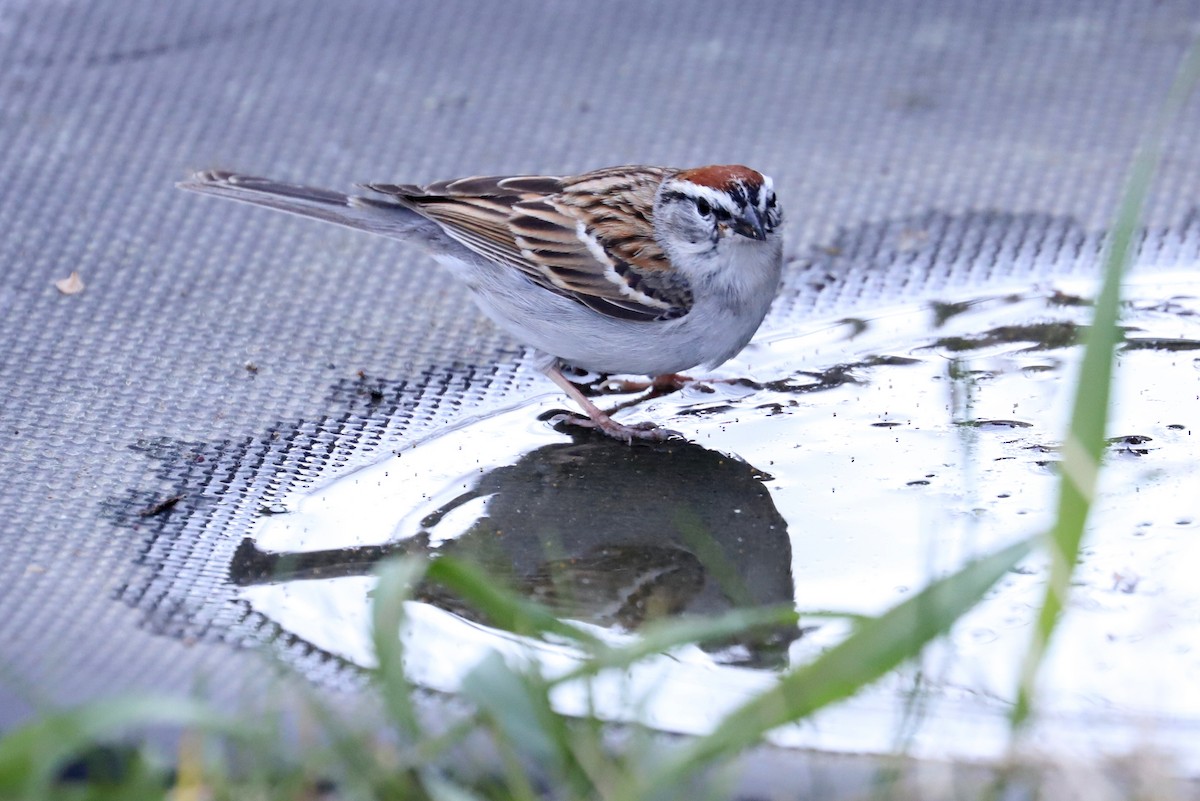 Chipping Sparrow - ML329407191