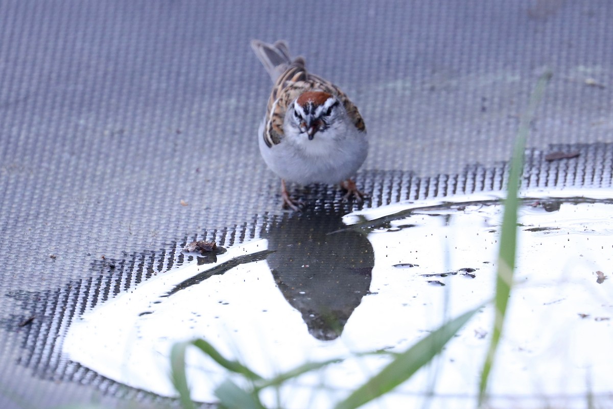 Chipping Sparrow - ML329407201