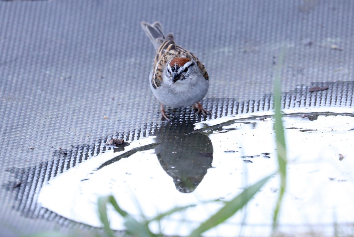 Chipping Sparrow - ML329407271