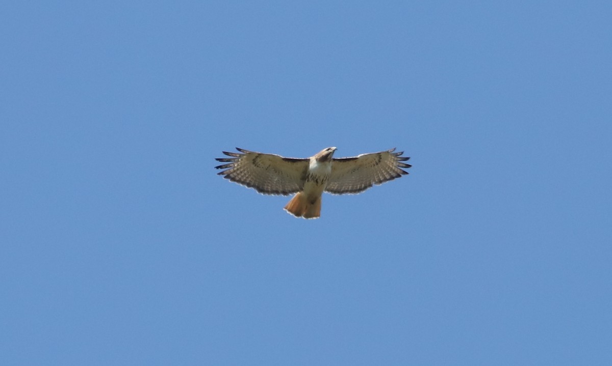 Red-tailed Hawk - ML329407541