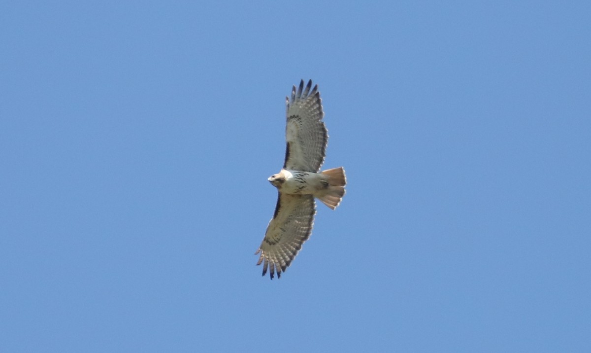 Red-tailed Hawk - ML329407561