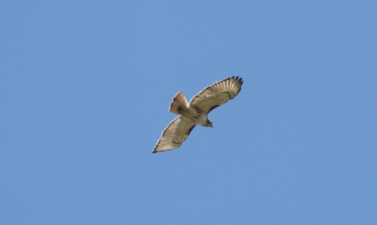 Red-tailed Hawk - ML329407571