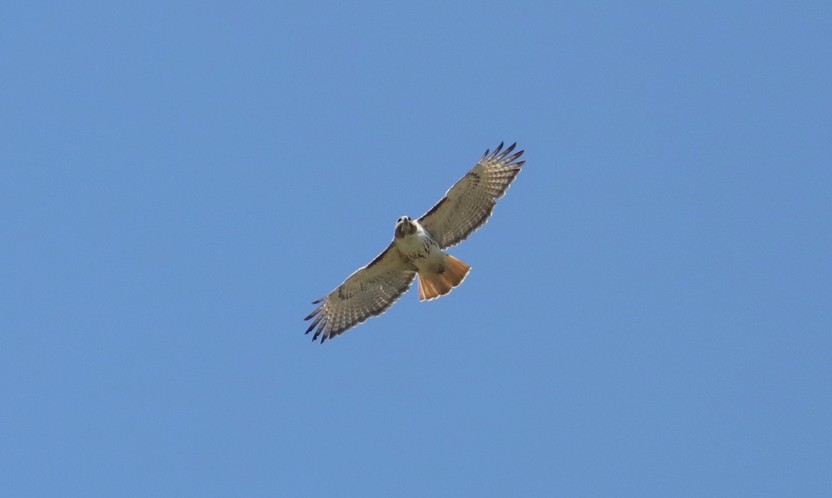 Red-tailed Hawk - ML329407591